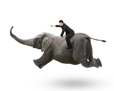 Businessman with pointing finger gesture riding on elephant, isolated on white.